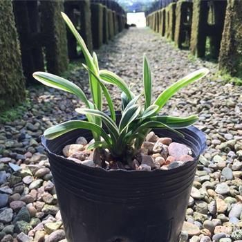 詳細(xì)閱讀:元寶鳳凰繁殖過程圖片:元寶鳳凰繁殖過程圖片對(duì)不起 元寶鳳凰繁殖過程圖片:元寶鳳凰繁殖過程圖片對(duì)不起