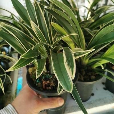 詳細(xì)閱讀:元寶鳳凰繁殖過程圖片:元寶鳳凰繁殖過程圖片對(duì)不起 元寶鳳凰繁殖過程圖片:元寶鳳凰繁殖過程圖片對(duì)不起