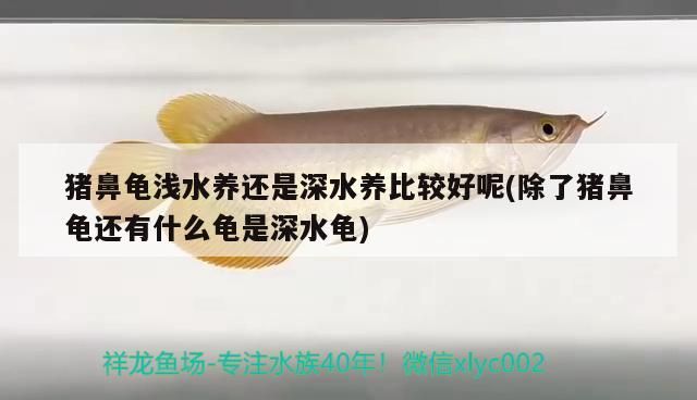 豬鼻龜淺水養還是深水養比較好呢(除了豬鼻龜還有什么龜是深水龜)