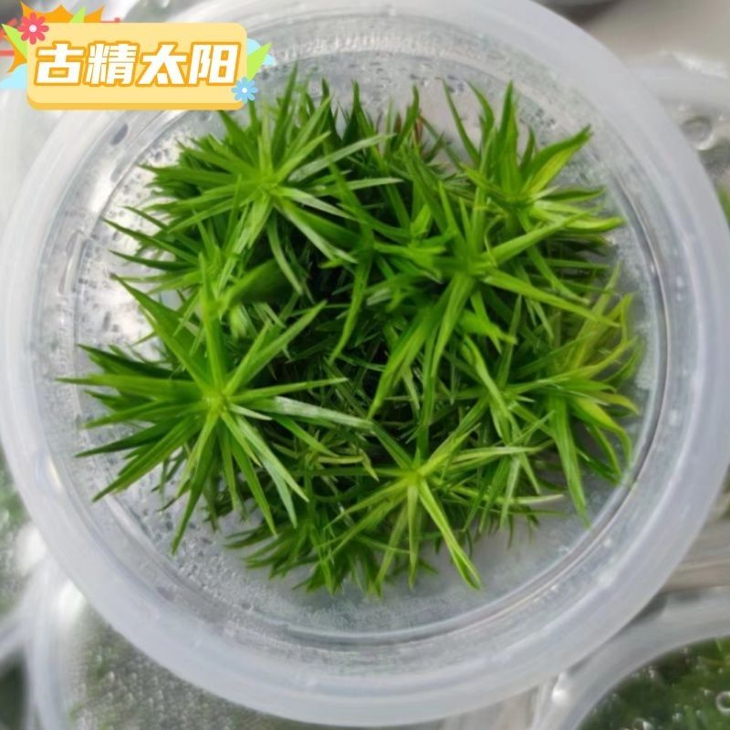 各位大佬，請教一下這到底是什么水草