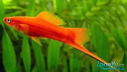 觀賞魚壽命長的種類（熱帶觀賞魚的生態之旅）