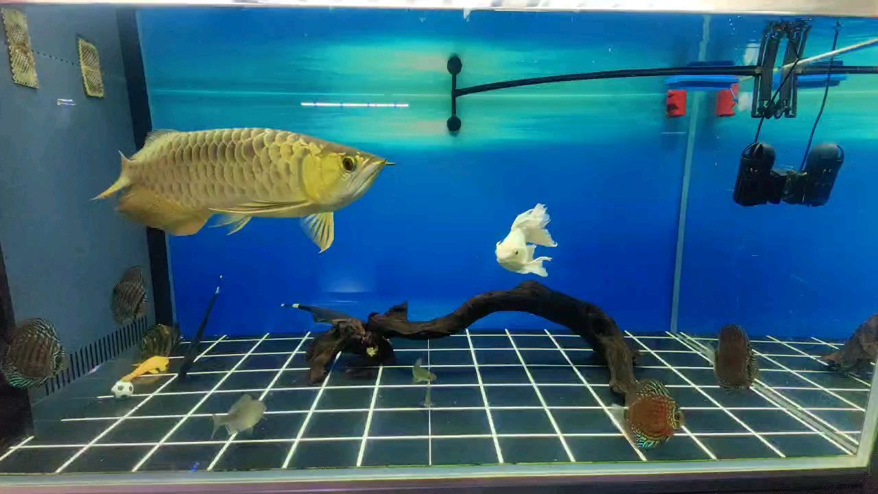 換水1/4后
