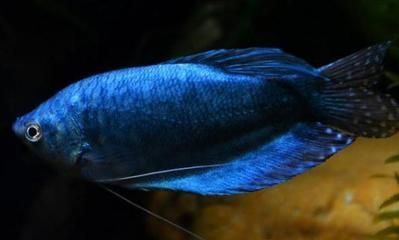藍(lán)龍魚多長時間繁殖一次，藍(lán)龍魚的繁殖周期大約為30-40天左右