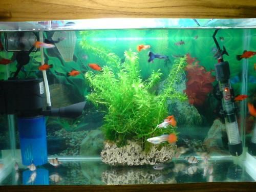 藍(lán)龍魚多長時間繁殖一次，藍(lán)龍魚的繁殖周期大約為30-40天左右