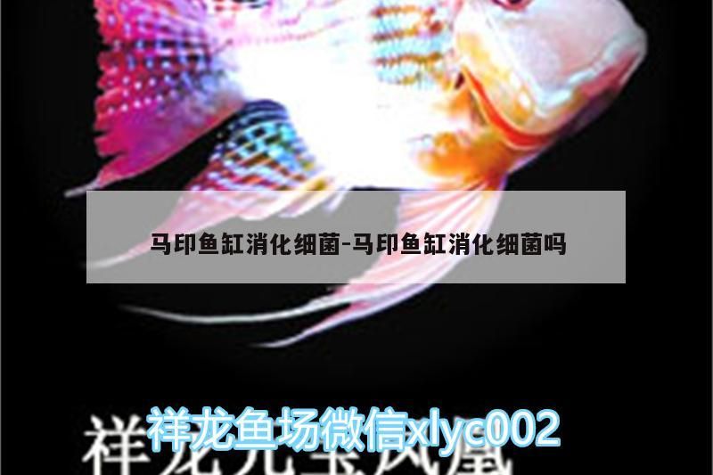 馬印魚缸消化細菌:馬印魚缸消化細菌嗎