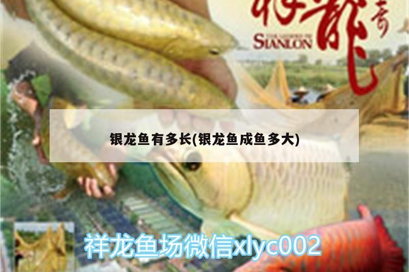 銀龍魚有多長(銀龍魚成魚多大)