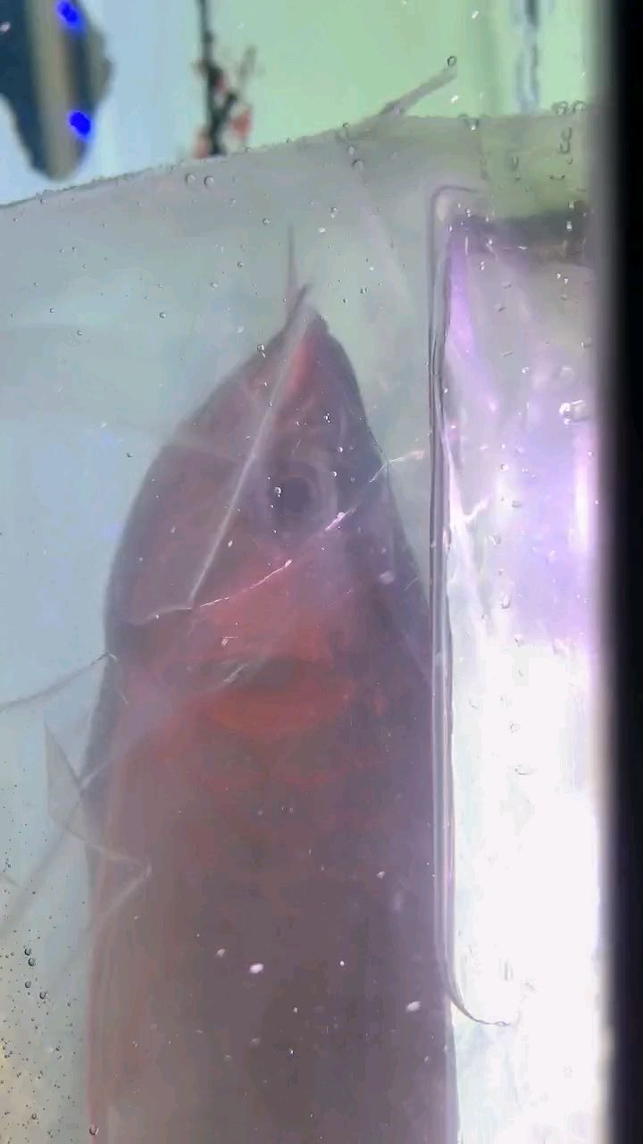 魚缸過濾器選購指南:自制魚缸過濾器魚缸上置過濾器對于養魚愛好者的必備知識 紅頭金龍安全落地 龍魚論壇 紅頭金龍安全落地 紅頭金龍安全落地 龍魚論壇