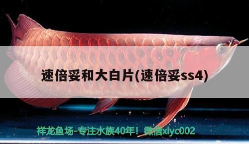 速倍妥和大白片(速倍妥ss4)