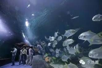 水族館名稱大全圖片（世界著名水族館排名悉尼水族館、新加坡水族館、新加坡水族館） 水族館名稱大全圖片（世界著名水族館排名悉尼水族館、新加坡水族館、新加坡水族館） 水族館百科（水族館加盟） 第5張