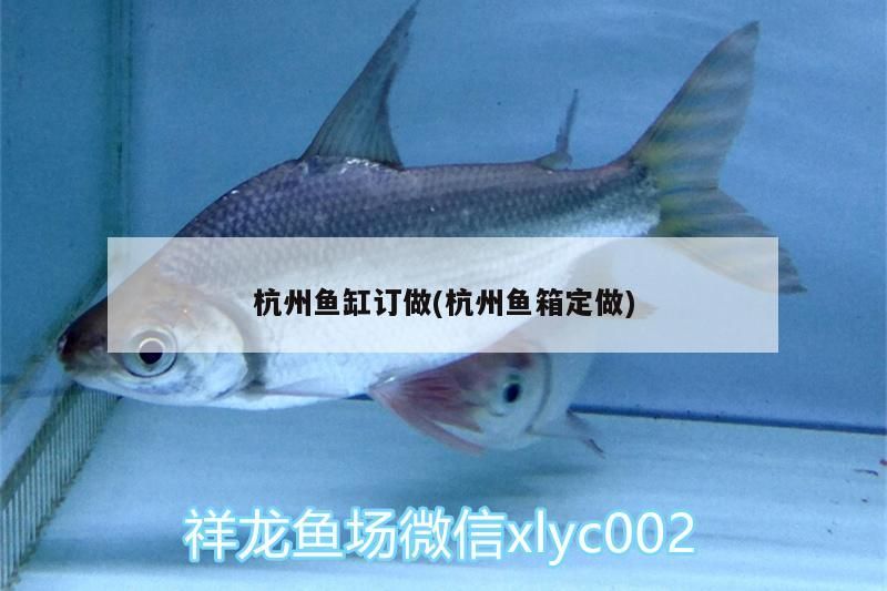 杭州魚缸訂做(杭州魚箱定做)