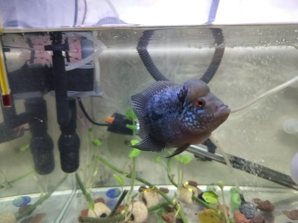哥倆都起頭了