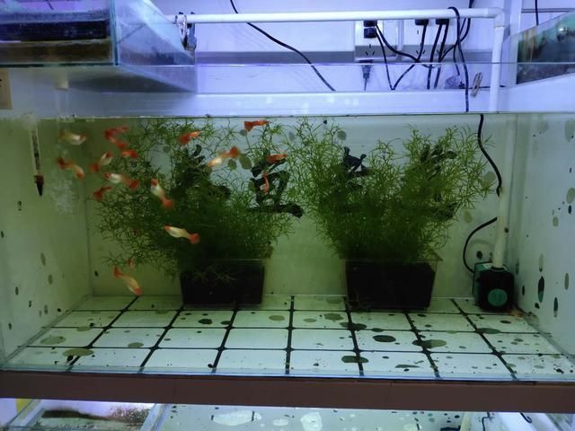 觀賞魚吃什么食物身體會發紅（觀賞魚的飼料搭配）