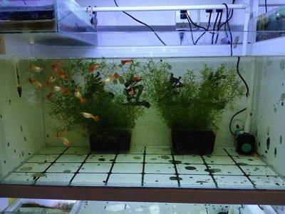 觀賞魚吃什么食物身體會發紅（觀賞魚的飼料搭配）