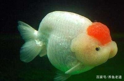 觀賞魚吃什么食物身體會發紅（觀賞魚的飼料搭配）