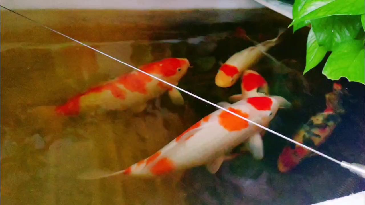 好久好久沒發(fā)視頻了呢！