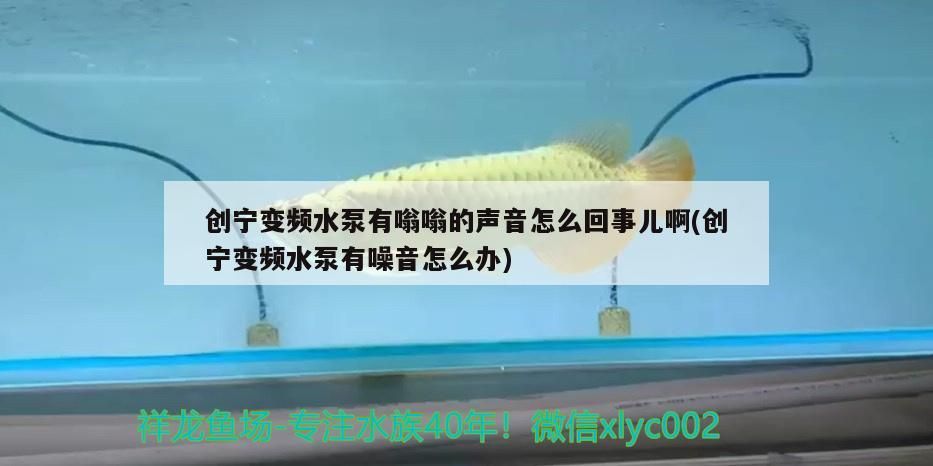 創寧變頻水泵有嗡嗡的聲音怎么回事兒啊(創寧變頻水泵有噪音怎么辦)