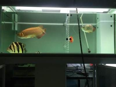 彩蝶魟魚缸是哪一款：彩蝶品牌的魚缸有哪些型號(hào)
