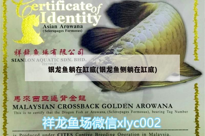 銀龍魚躺在缸底(銀龍魚側(cè)躺在缸底)