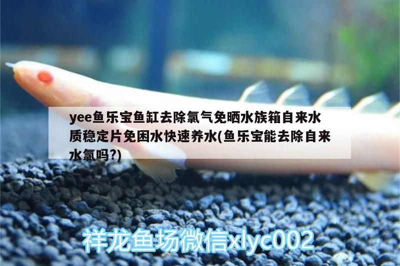 yee魚樂(lè)寶魚缸去除氯氣免曬水族箱自來(lái)水質(zhì)穩(wěn)定片免困水快速養(yǎng)水(魚樂(lè)寶能去除自來(lái)水氯嗎?)