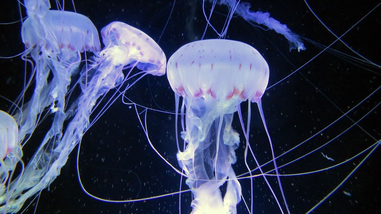 yee魚樂寶魚缸去除氯氣免曬水族箱自來水質(zhì)穩(wěn)定片免困水快速養(yǎng)水(魚樂寶能去除自來水氯嗎?)