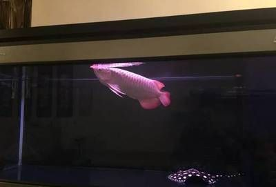 龍魚缸多少度最合適，龍魚缸水溫波動影響，如何選擇合適的水溫范圍