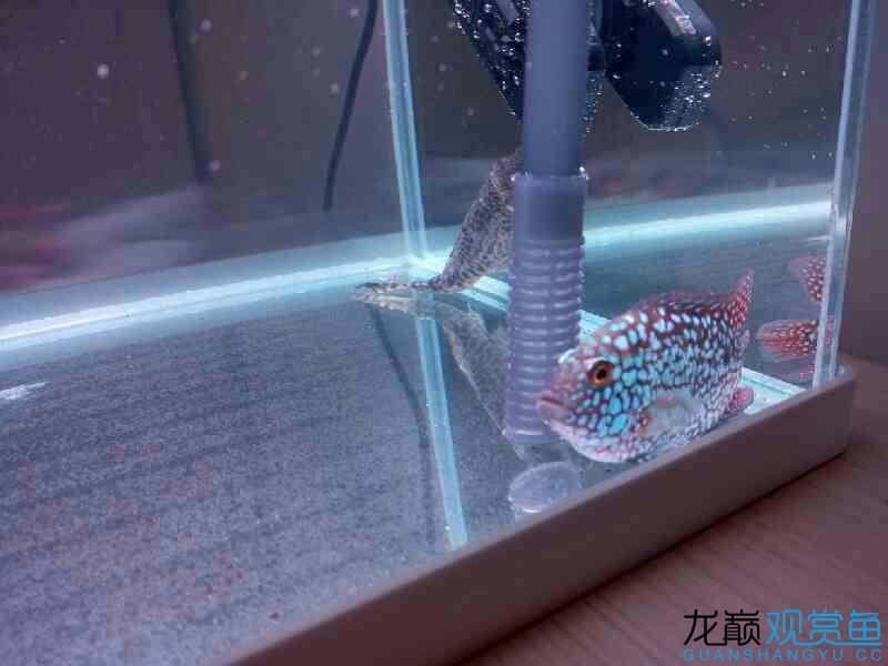 第六期搖一搖中的魚缸相當(dāng)給力仟湖家的 仟湖 第4張 第六期搖一搖中的魚缸相當(dāng)給力仟湖家的 第六期搖一搖中的魚缸相當(dāng)給力仟湖家的 仟湖 第4張