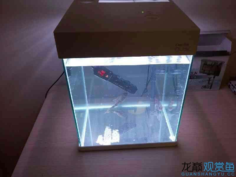 第六期搖一搖中的魚缸相當(dāng)給力仟湖家的 仟湖 第5張 第六期搖一搖中的魚缸相當(dāng)給力仟湖家的 第六期搖一搖中的魚缸相當(dāng)給力仟湖家的 仟湖 第5張