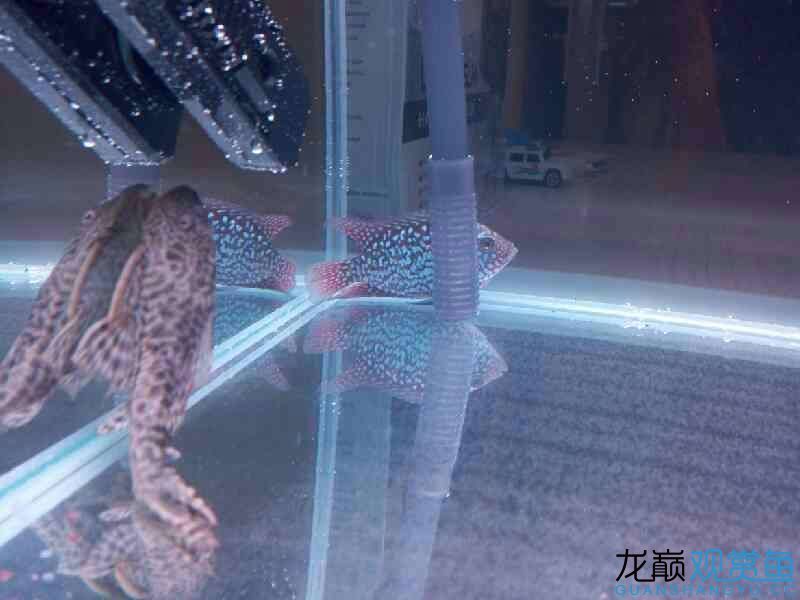 第六期搖一搖中的魚缸相當(dāng)給力仟湖家的 仟湖 第6張 第六期搖一搖中的魚缸相當(dāng)給力仟湖家的 第六期搖一搖中的魚缸相當(dāng)給力仟湖家的 仟湖 第6張