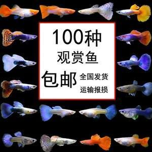 觀賞魚發貨用什么打氧（水族館設備的選擇與使用）