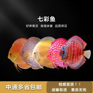 觀賞魚發貨用什么打氧（水族館設備的選擇與使用）
