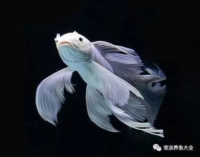 蝴蝶鯉10℃水溫可以嗎（蝴蝶鯉在10℃水溫下的生存能力）