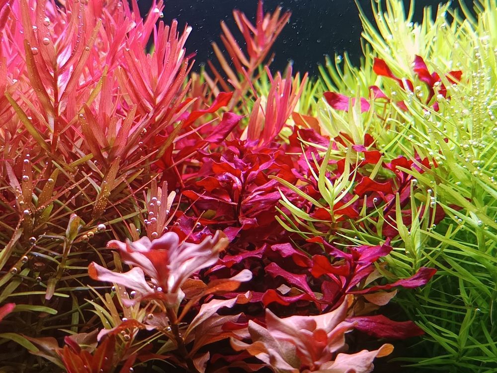 分享自己的草缸維護成景過程