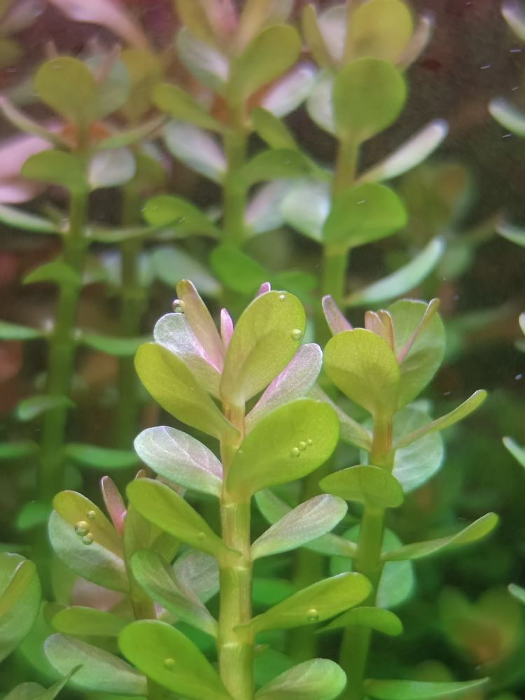 分享自己的草缸維護成景過程
