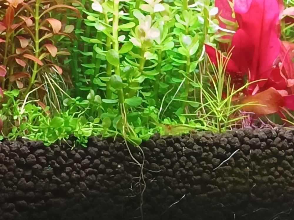 分享自己的草缸維護成景過程