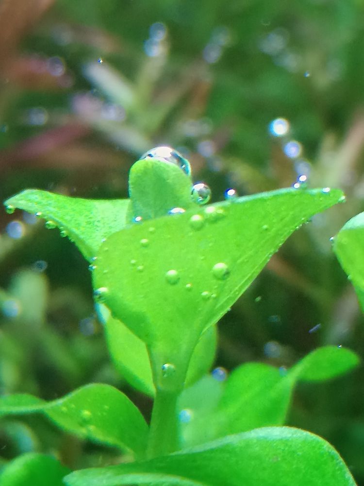 分享自己的草缸維護成景過程