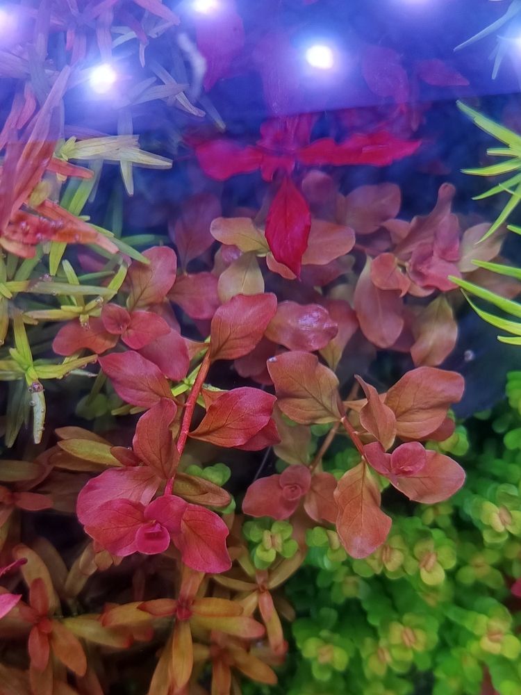 分享自己的草缸維護成景過程