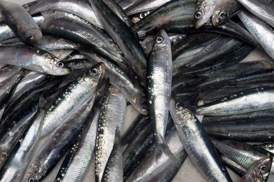 龍魚苗批發市場在哪里啊（龍魚苗價格是多少）