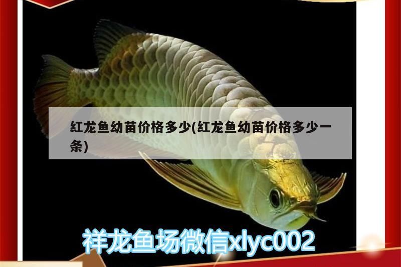 紅龍魚幼苗價格多少(紅龍魚幼苗價格多少一條)