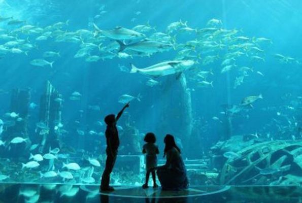 水族館加盟店怎么樣賺錢嗎多少錢一個月：加盟迪茨水族館加盟店的盈利情況因地區、品牌和經營策略而異