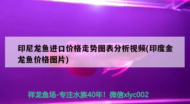 龍魚鱗片充血怎么治療最好（龍魚鱗片出血怎么辦）