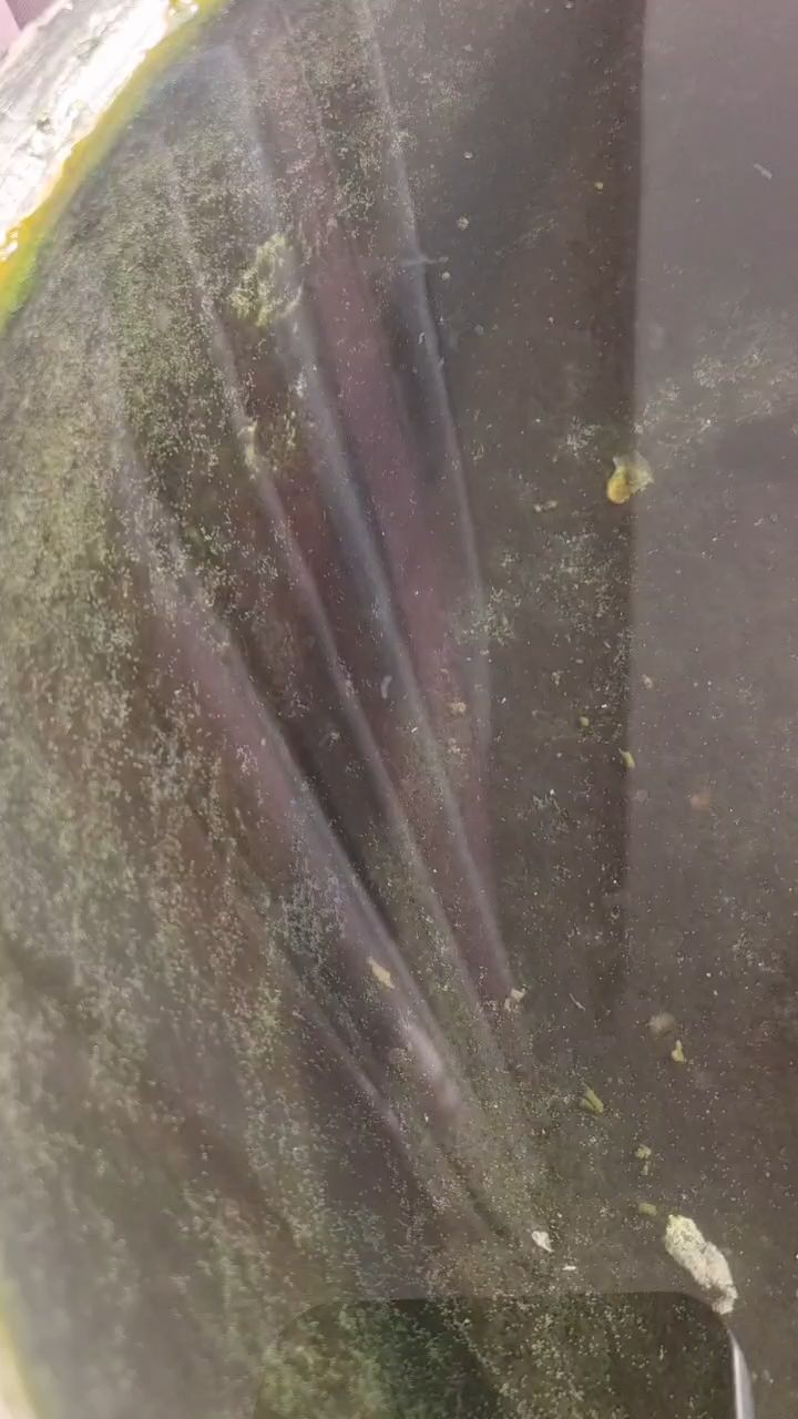 光合作用