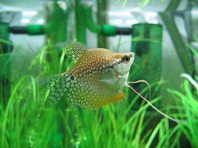 帶須子的觀賞魚（帶須子的觀賞魚種類）
