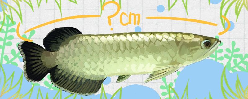 青龍魚能長(zhǎng)多大能活多久