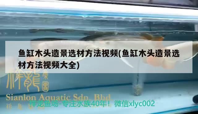 魚(yú)缸木頭造景選材方法視頻(魚(yú)缸木頭造景選材方法視頻大全)