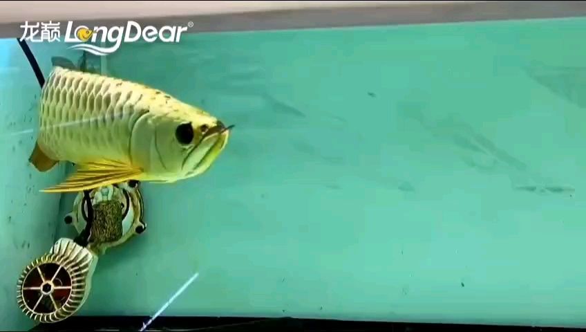 轉發636 轉發636 龍魚論壇 第1張
