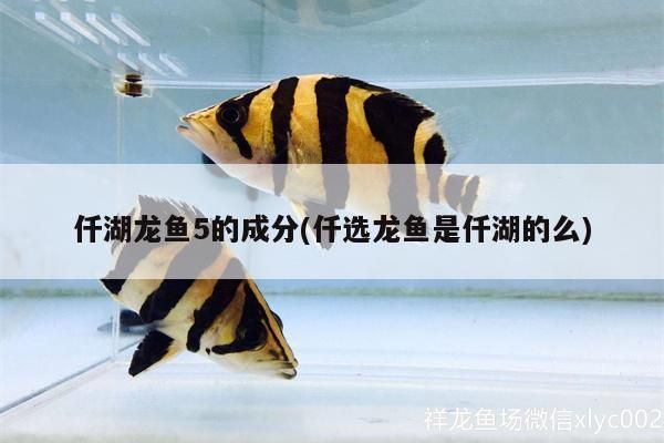 金龍魚 仟湖龍魚5的成分(仟選龍魚是仟湖的么) 仟湖 仟湖龍魚5的成分(仟選龍魚是仟湖的么) 仟湖龍魚5的成分(仟選龍魚是仟湖的么) 仟湖