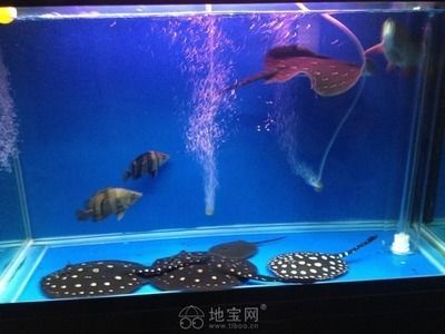 觀賞魚交流群（雙鴨山市嶺東區人民政府主辦的觀賞魚交流群推薦：觀賞魚交流群）