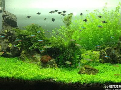 觀賞魚交流群（雙鴨山市嶺東區人民政府主辦的觀賞魚交流群推薦：觀賞魚交流群）