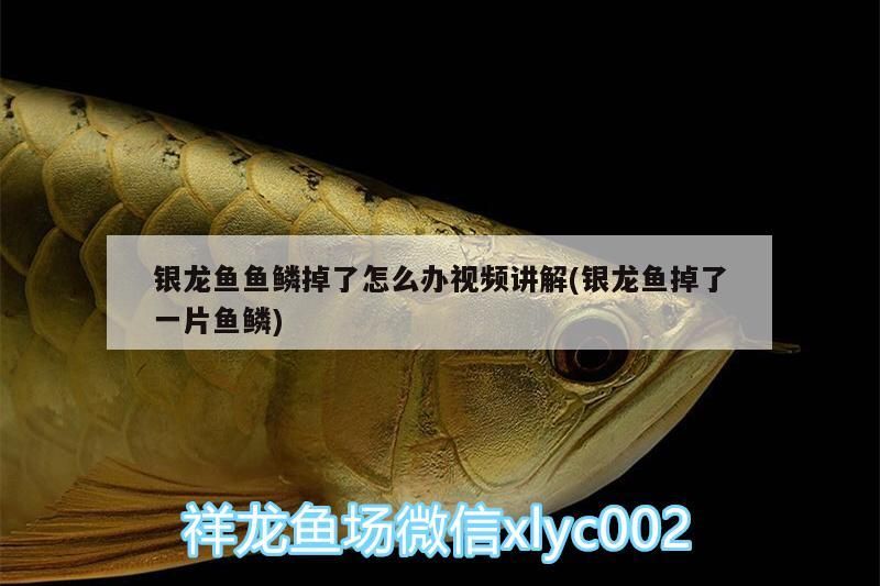 銀龍魚魚鱗掉了怎么辦視頻講解(銀龍魚掉了一片魚鱗) 銀龍魚魚鱗掉了怎么辦視頻講解(銀龍魚掉了一片魚鱗) 銀龍魚百科
