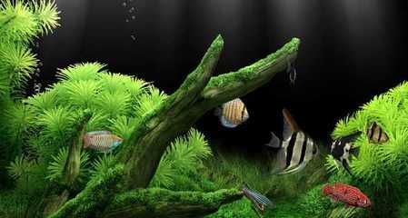 水族館 屏保（夢幻水族館屏保的使用）